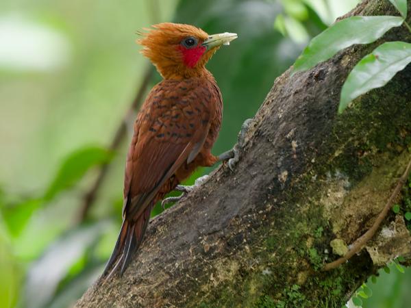 <h3><a href="/trips/costa-rica/biota/animalia/chordata/aves/039 piciformes/009 picidae/celeus castaneus/celeus castaneus-nl.html">Celeus&nbsp;castaneus</a> / Chestnut‑colored&nbsp;woodpecker / Kastanjespecht</h3>OM-1 Mark II met OLYMPUS M.150-400mm F4.5, 1/320 sec  bij F4.5, ISO 10000, afstand 6.60&nbsp;m